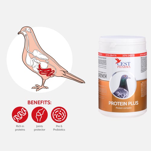 PROTEIN-PLUS-600-g-1.jpg PROTEIN PLUS 600 g 1