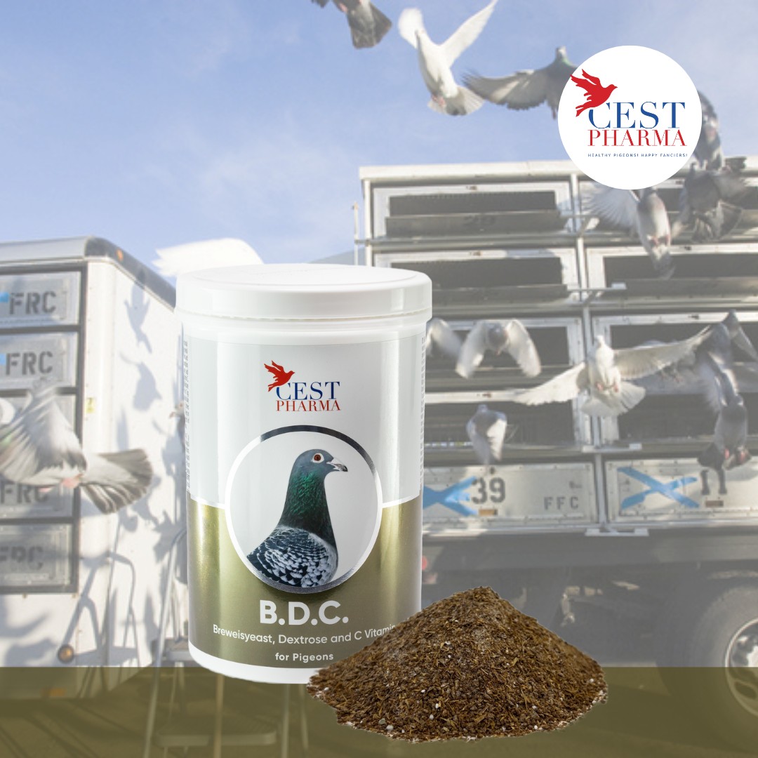 The benefits of B.D.C - Brouwer's Yeast with Dextrose and Vitamin C for pigeons 1 BDC