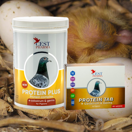 Protein plus