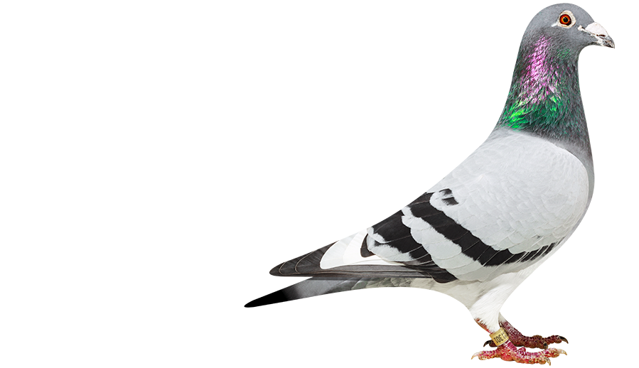Happy Pigeons