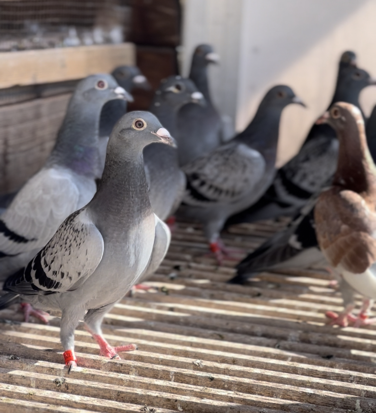 Why Use MSM in Supplements for Racing Pigeons? 1 MSM