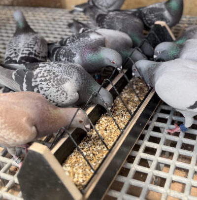 The Dangers of Over-Supplementation in Racing Pigeons 1 over-supplementatie