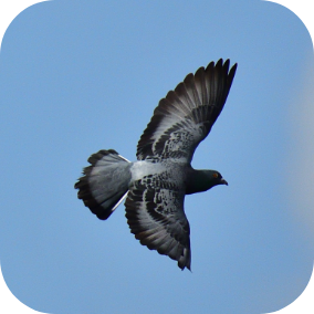 flying
